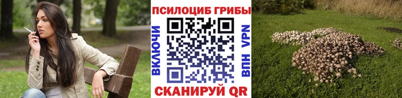 Псилоцибиновые грибы Cubensis  гидра как зайти  Алагир 